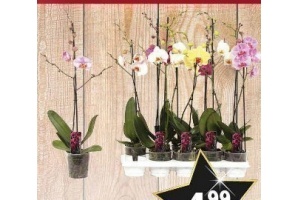 phalaenopsis orchidee