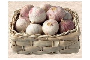 knoflook