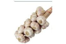 knoflook