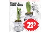 hyacint in glazen vaasje