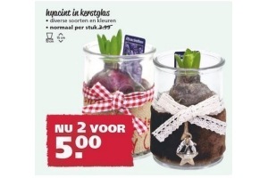 hyacint in kerstglas