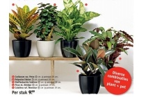 mix en match potten en planten