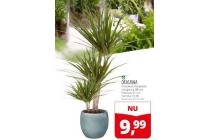 dracaena