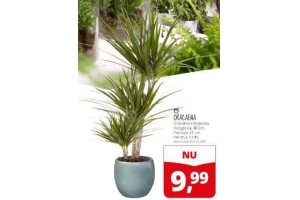 dracaena