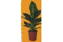 dieffenbachia green magic