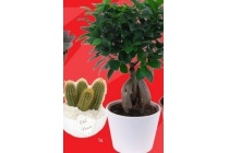 ficus ginseng