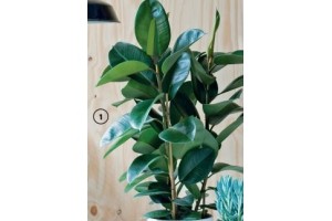 rubberplant ficus elastica