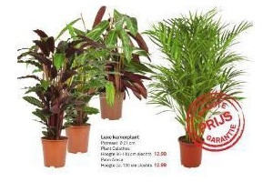 luxe kamerplant