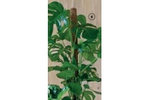 gatenplant monstera