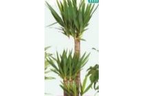 yucca