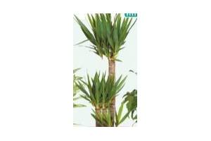 yucca