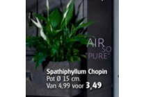 chopin plant