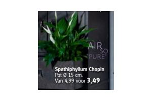 chopin plant