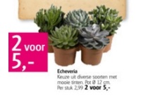 echervia vet plantjes