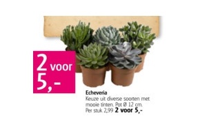 echervia vet plantjes