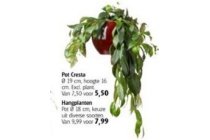 pot cresta hangplant