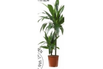 dracaena janet craig