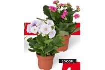 bloeiende planten