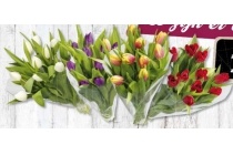 tulpen