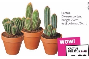 cactus diverse soorten