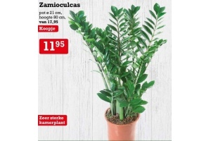 zamioculcas