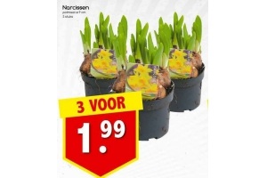 narcissen