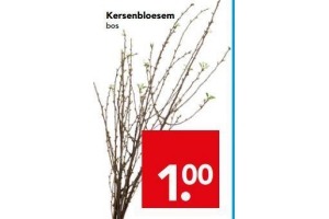 kersenbloesem