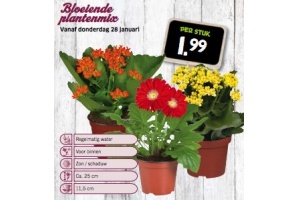 bloeiende plantenmix