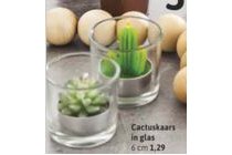 cactuskaars in glas