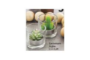 cactuskaars in glas