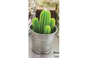 cactuskaars in emmertje