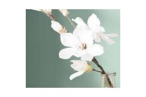 magnolia 4 99