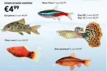 vissen diverse soorten