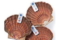 coquille st jacques