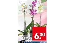 orchidee 2 tak