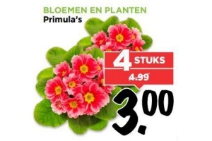 primula s