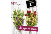 tulpen