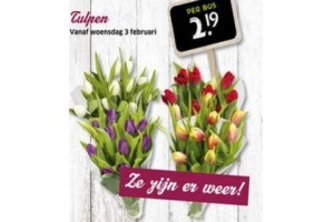 tulpen