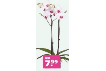 vlinderorchidee