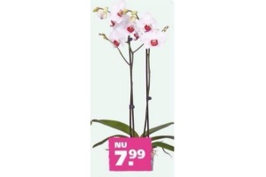 vlinderorchidee