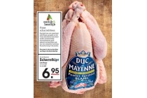 scharrelkip