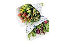 tulpen