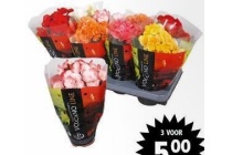 begonia s