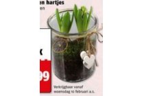 hyacint in las met houten hartjes