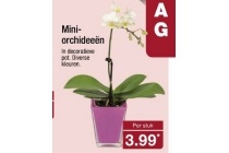 mini orchidee en euml n