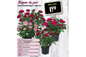 rozen in pot