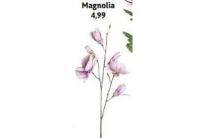 magnolia