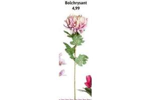 bolchrysant