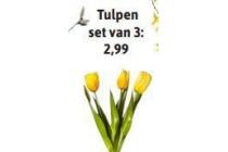 tulpen set van 3