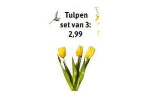 tulpen set van 3